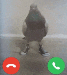 a pigeon wearing converse shoes is standing in front of a call button