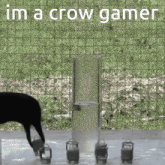 a picture of a crow with the words i 'm a crow gamer on the bottom