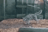 Snow Leopard GIF - Snow Leopard GIFs