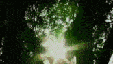 the sun is shining through the leaves of the trees .