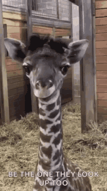 giraffe baby look at you well zoo