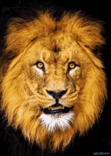 Lion Face Scary Face GIF