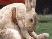 Rabbit Funny GIF