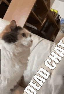 Dead Chat Cat GIF - Dead Chat Cat Bump GIFs