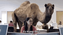 Geico Commercial It'S Hump Day GIF - Geico Hump Day GIFs