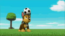 paw patrol soccer ball