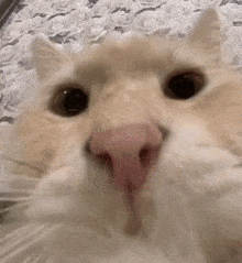 Sosok Cat GIF - Sosok Cat Bite GIFs