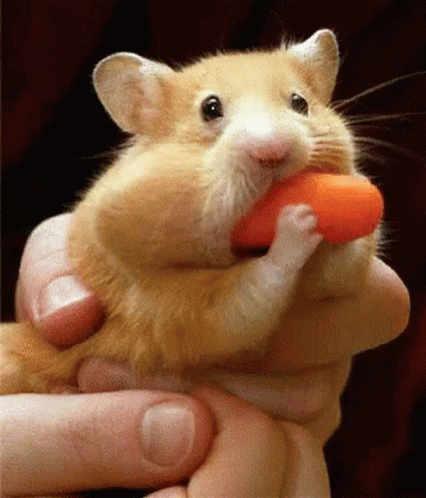 blow gif