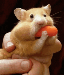 Yes Hamster GIF - Yes Hamster Carrot GIFs