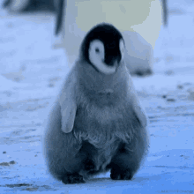 penguin exercise