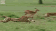 Im Coming To Get You Im Faster GIF - Im Coming To Get You Im Faster Chase GIFs