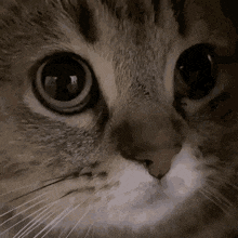 Meow GIF