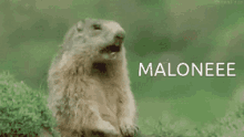 Malone Calling Out GIF - Malone Calling Out Shout GIFs