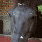 a close up of a horse 's face with the word eco written above it