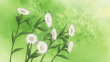 a bunch of daisies are growing in the grass