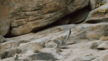 Chasing Wild Cats Of India GIF - Chasing Wild Cats Of India Big Cat Kingdom GIFs