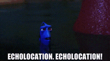 Finding Dory Echolocation GIF - Finding Dory Echolocation Dory GIFs
