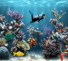 Under The Sea GIF