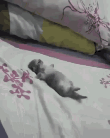 Cat Kitten GIF - Cat Kitten Lying Down GIFs