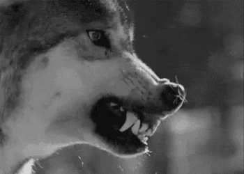 [Image: wolf-growl.gif]
