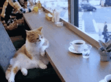 Cat Chill GIF - Cat Chill Waiiting GIFs
