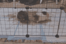 Cavyfight Cavy GIF - Cavyfight Cavy Guinea Pigs GIFs