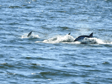 a dolphin is swimming in the ocean with another dolphin behind it