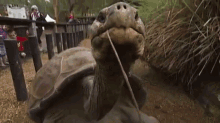 turtle wildlife animals zoo tortoise