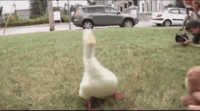 Lucky Duck Gets New Prosthetic Foot GIF - Duck Stuffed Animal Camera GIFs