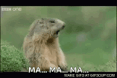 a ground squirrel is sitting in the grass with its mouth open