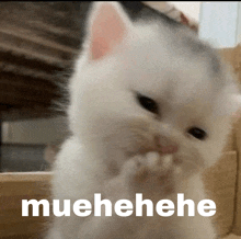 Muehehe Cat Cat Giggle GIF - Muehehe Cat Cat Giggle White Cat Giggle GIFs
