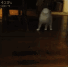 Cat Stuck GIF