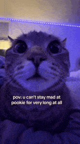 a cat with a caption that says " pov u can 't stay mad at pookie for very long at all