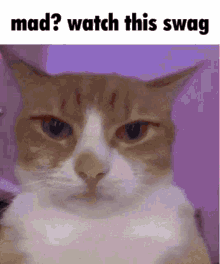 Cat Catswag GIF - Cat Catswag Mad GIFs