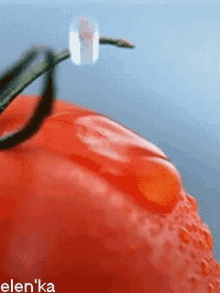 Tomatoes Dew GIF - Tomatoes Dew Drop GIFs