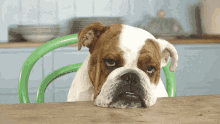 Animals Dog GIF - Animals Dog Tired GIFs