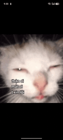 a close up of a cat 's face with the words than oi mat oi txin loi written below it .