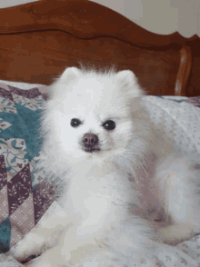 Bedtime Cute Dog GIF - Bedtime Cute Dog Cute Animals GIFs