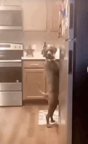 Dogs Standing On Hind Legs GIFs - Tenor