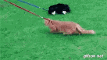 Exercise Taking Cats For A Walk GIF