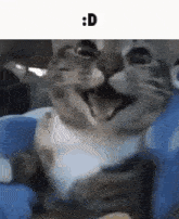 Meme Cat GIF