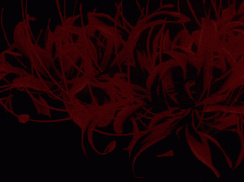 Spiderlillies Anime GIF - Spiderlillies Anime Flower - Discover & Share GIFs