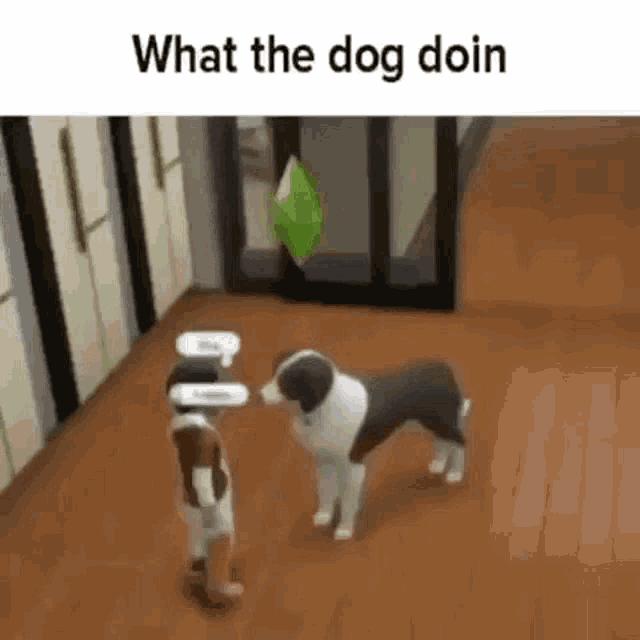 What The GIF What The Dog Discover & Share GIFs