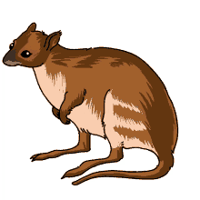 spectacled wallaby