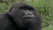 a close up of a gorilla 's face in the jungle .