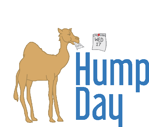 Hump Day Cartoon Camel' Sticker