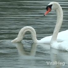Taking A Bath Swan GIF - Taking A Bath Swan Viralhog GIFs