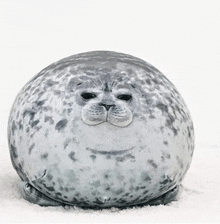 a stuffed seal is sitting on top of a white carpet .