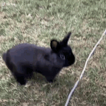 thump bunny rabbit cute black rabbit
