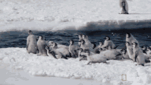 Were Coming National Geographic GIF - Were Coming National Geographic A Young Penguins First Plunge GIFs
